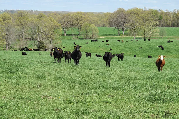 Cattle in pasture