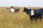 Cows in tall forage