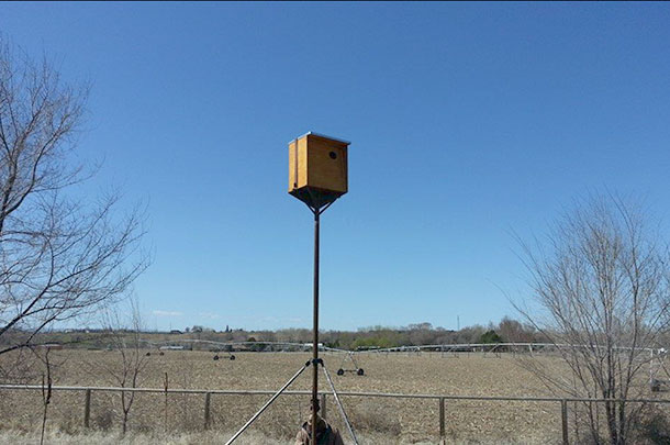 owl box