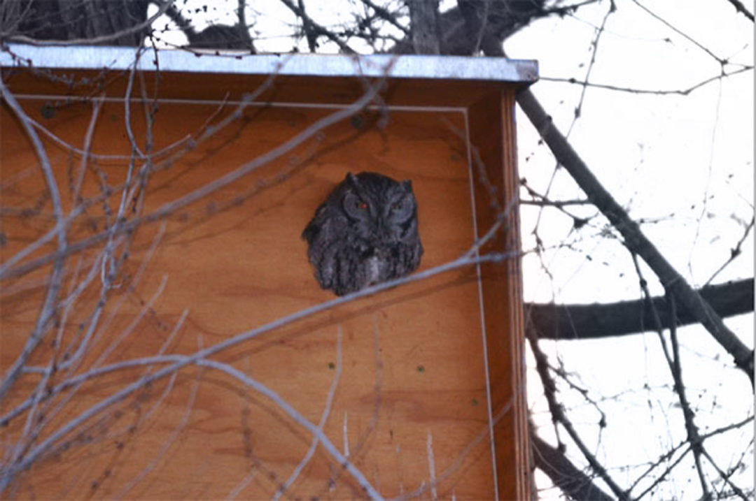 owl in owl box