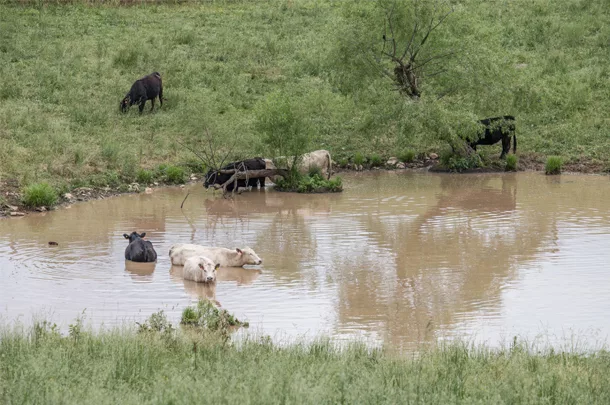 cattle in water