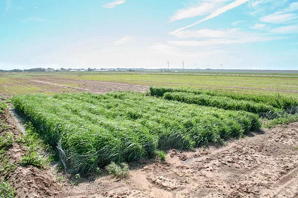 finger millet