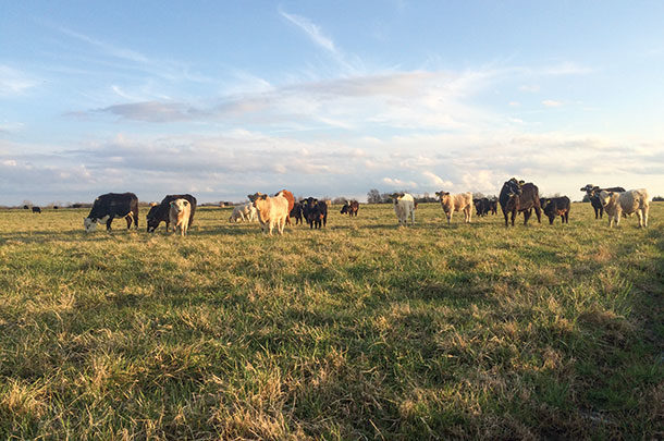 Fall calving herd grazes cool-season annuals