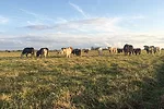 Fall calving herd grazes cool-season annuals