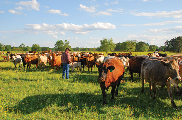 Roy Gene Britt is checking his cow-calf pairs