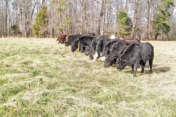 early grazing