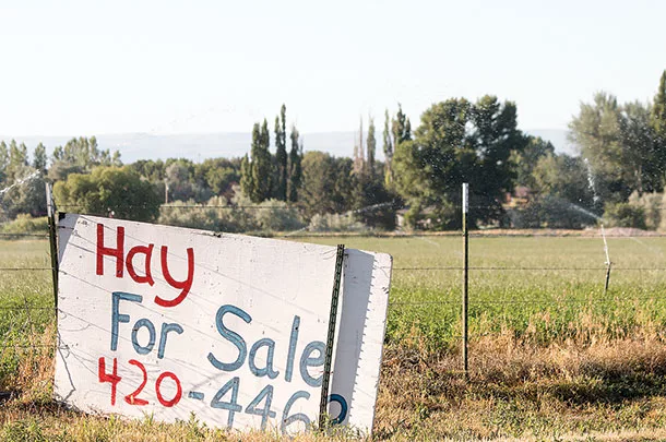 Hay for sale