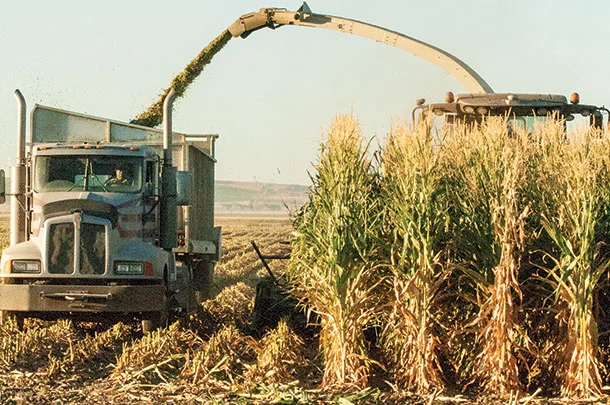 Chopping corn