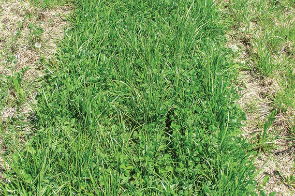 Meadow fiscue with red clover