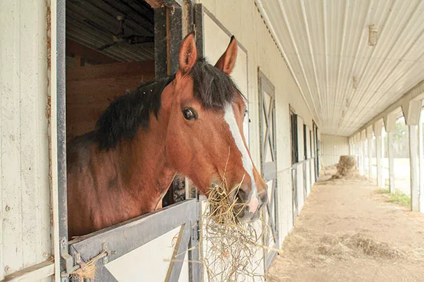 horse eating hay