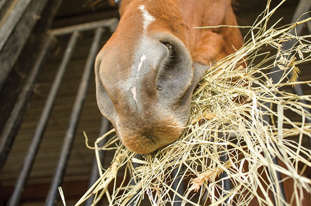 Eating hay