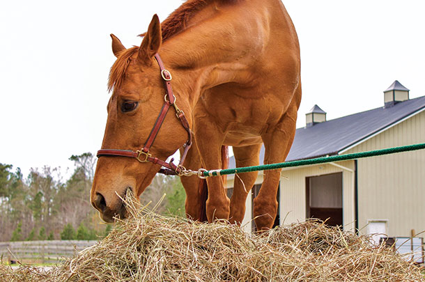 horse with hay 