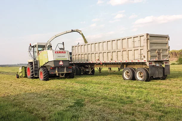 Gerbers are green chopping their hay