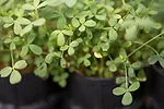 alfalfa