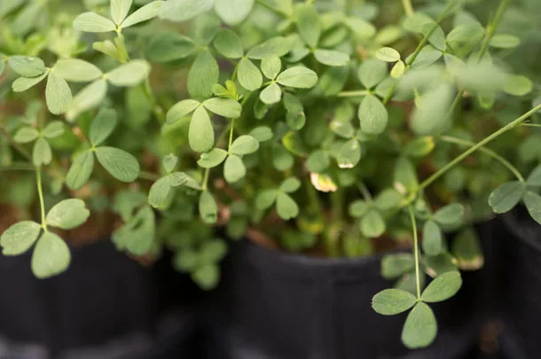 alfalfa