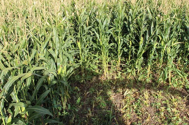 soybeans in silage corn