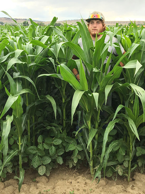 soybeans in silage corn