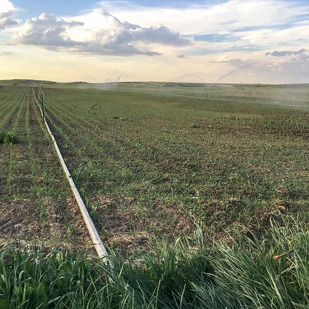sprinklers in field
