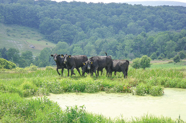 Stafnant water can impact herd health
