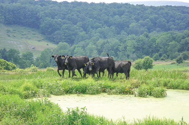 Stafnant water can impact herd health