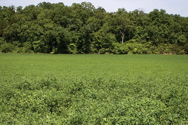 Alfalfa field