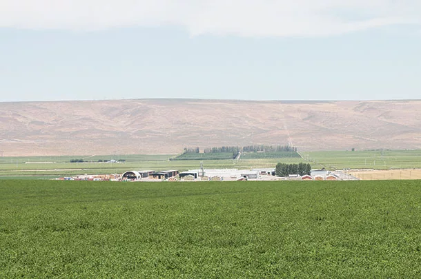 Eckenberg Farms near Mattawa Washington