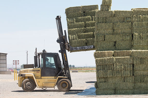 Eckenbergs produce much of the alfalfa used in cubes but still have some in bales