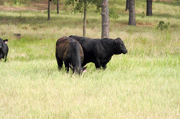 Grasses, livestock and mosaic burns are all components of one system