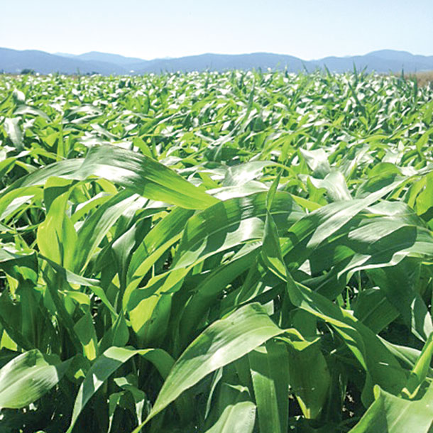 Cool season ceral sorghum