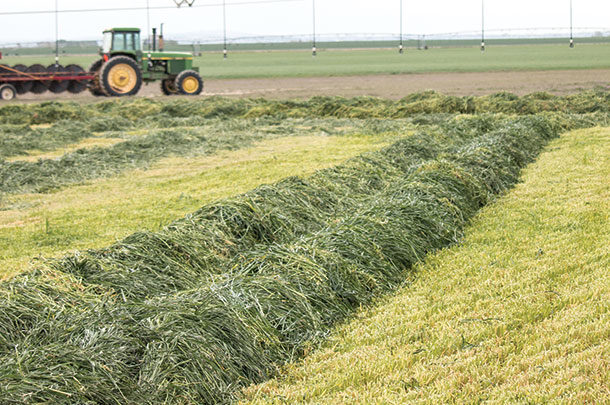  fall-planted triticale is ensiled for a dairy herd in early spring,