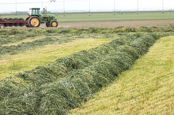 fall-planted triticale is ensiled for a dairy herd in early spring,
