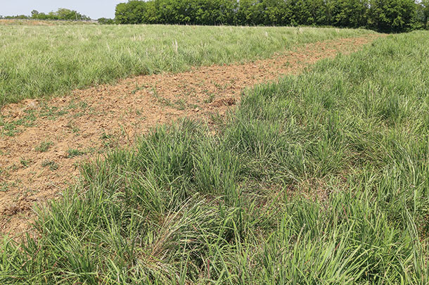 Patch burn grazing