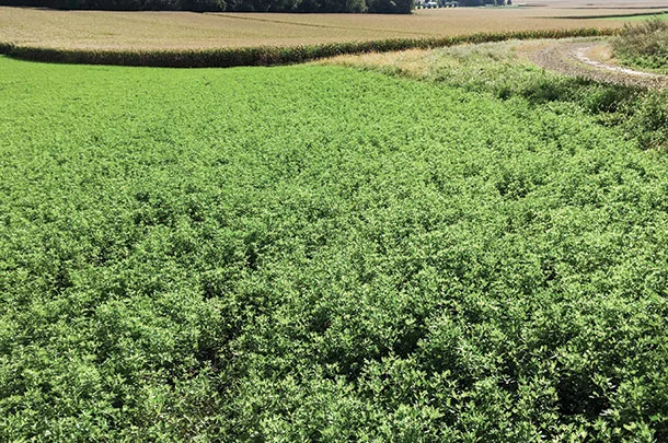 Alfalfa commercial field