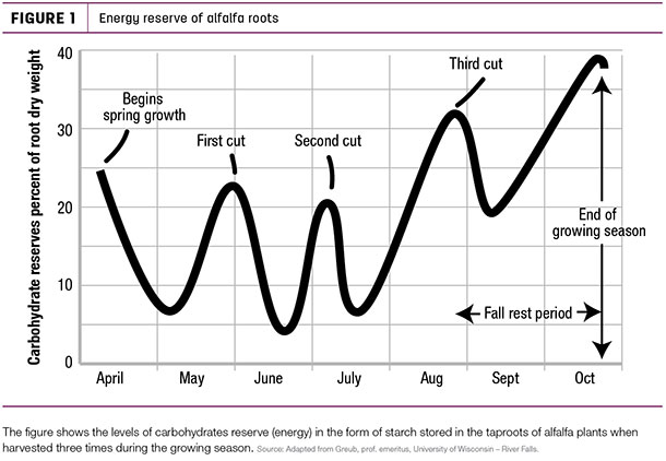 Energy reserve of alfalfa roots