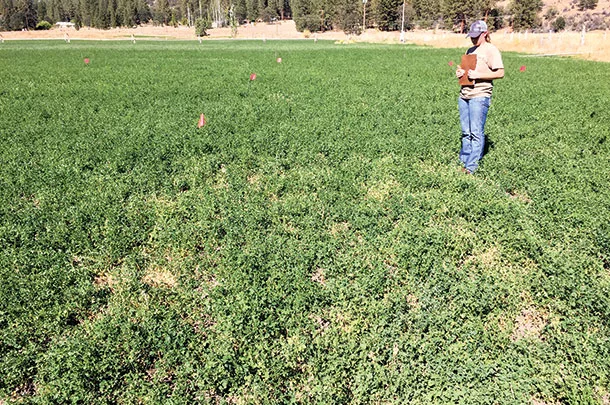Roundup ready test plot shows glyphosate injury