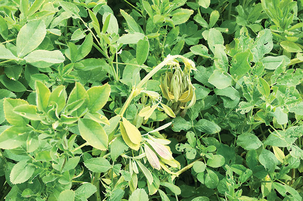 The tips of glyphosate-affected shoots droop in a “shepherd’s crook.”