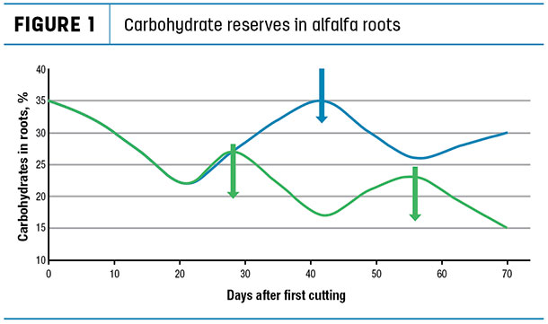Energy reserve of alfalfa roots