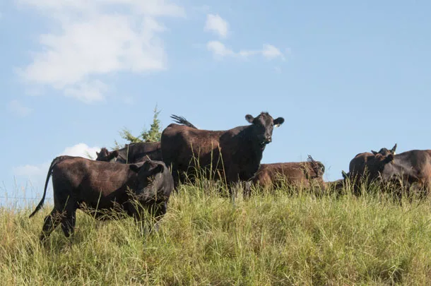 cows on pasture