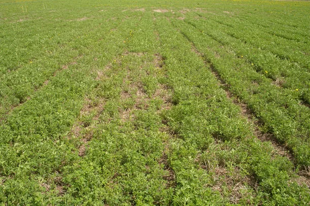 alfalfa field