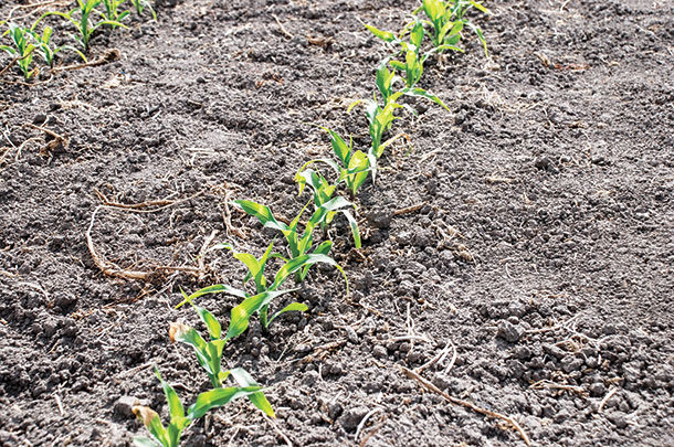 Conventional-till corn planted after alfalfa.