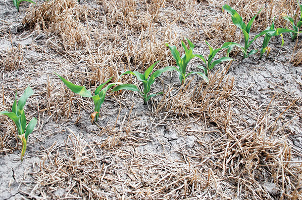 No-till corn planted after alfalfa