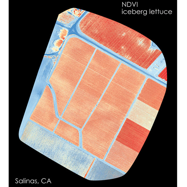 NDVI image of iceburg lettuce, which shows high contrast