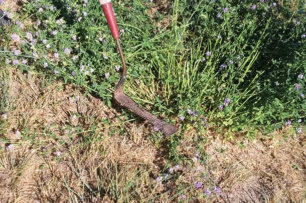 Sharp cutting tool