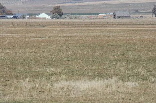 While waiting for rain, there are several options for extending feed supplies.