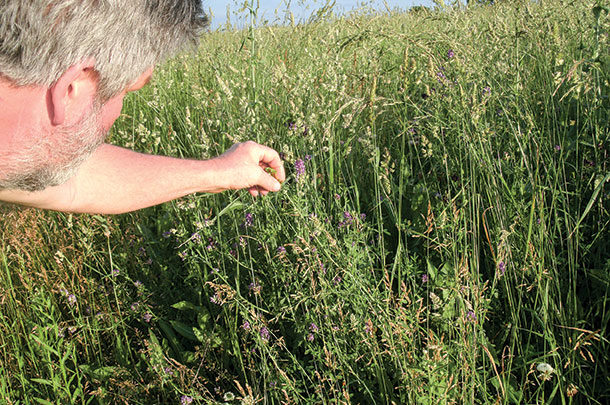Dale Carter determines his perennial pasture is ready to graze