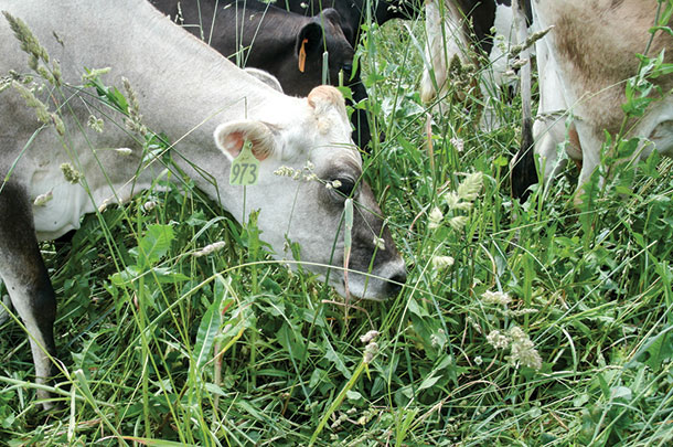 Cows are grazing a native pasture