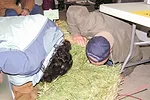 hay sniffing