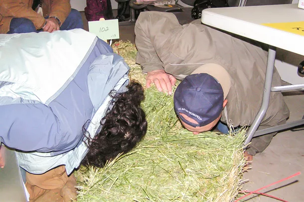 hay sniffing