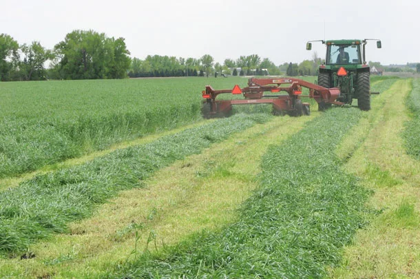 harvesting winter rye