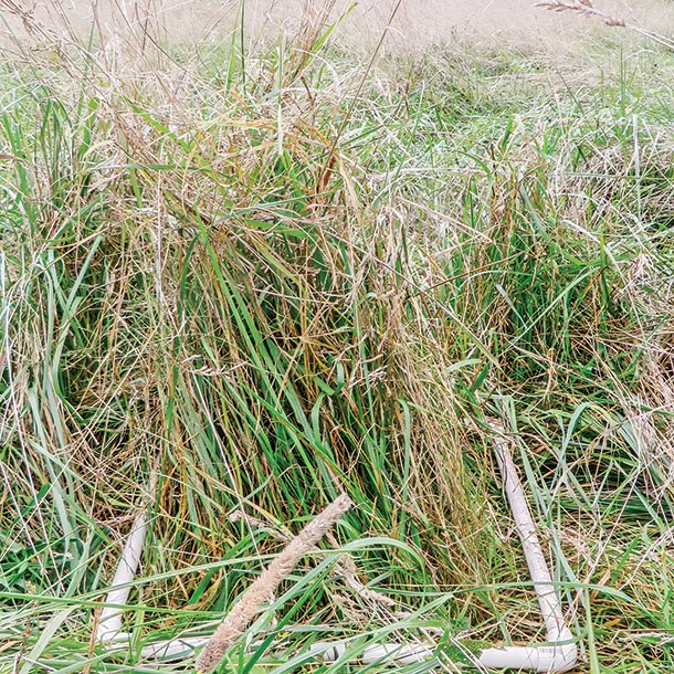 Summer stockpile pasture